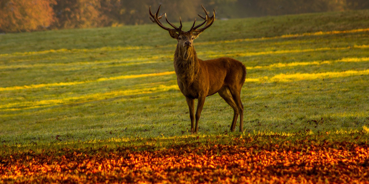AUTOMNE2