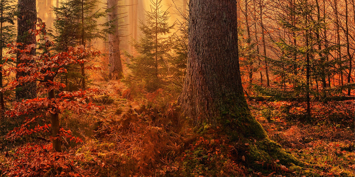 automne&