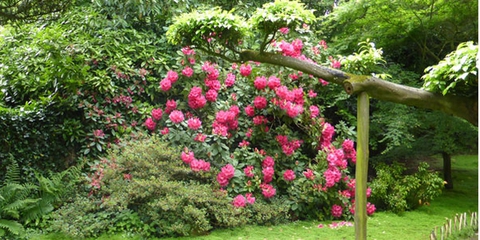 les-fleurs-roses